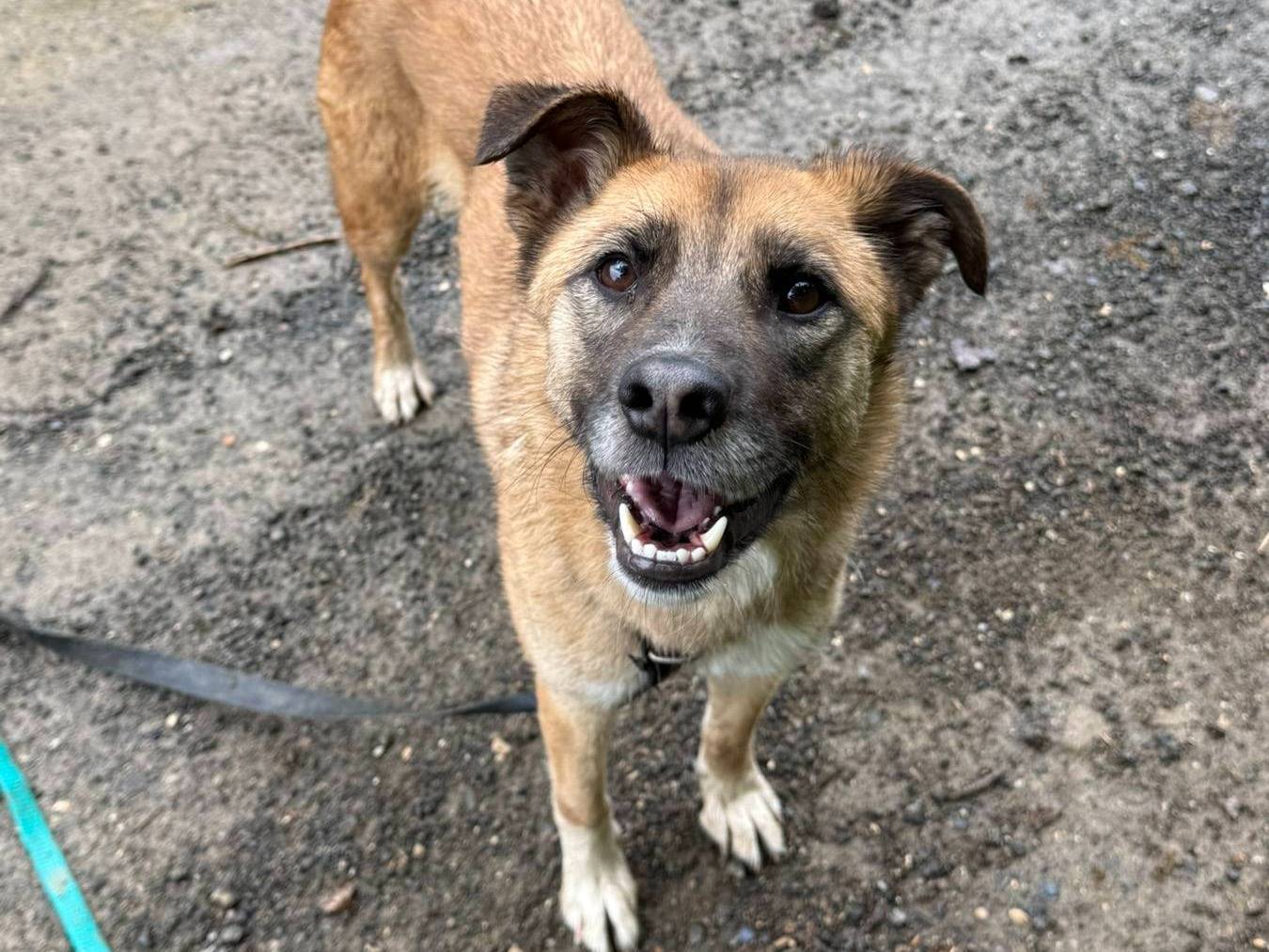 Vuoi adottare un cane a Firenze?
