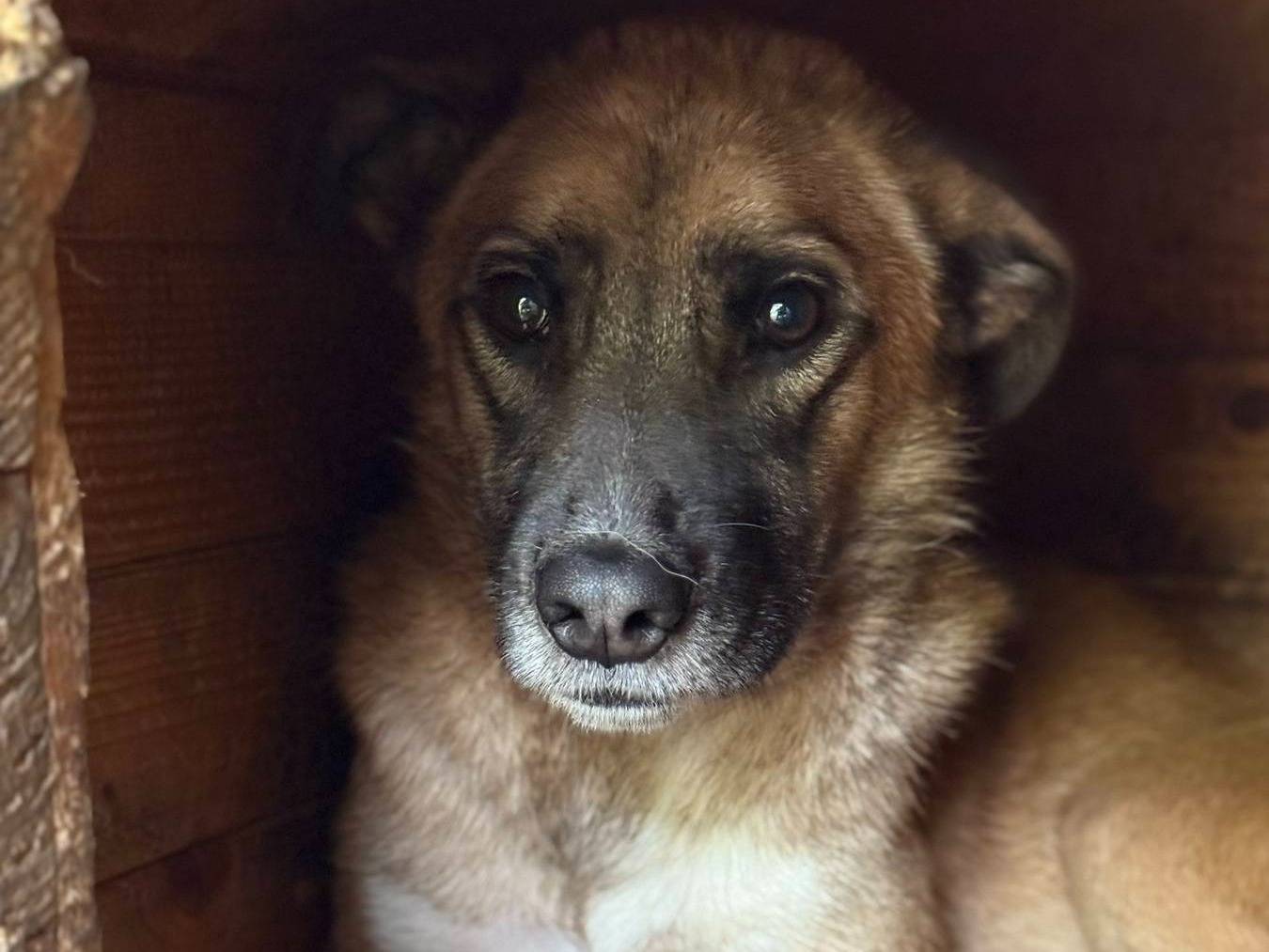 Adotta il cane CELINE a Firenze