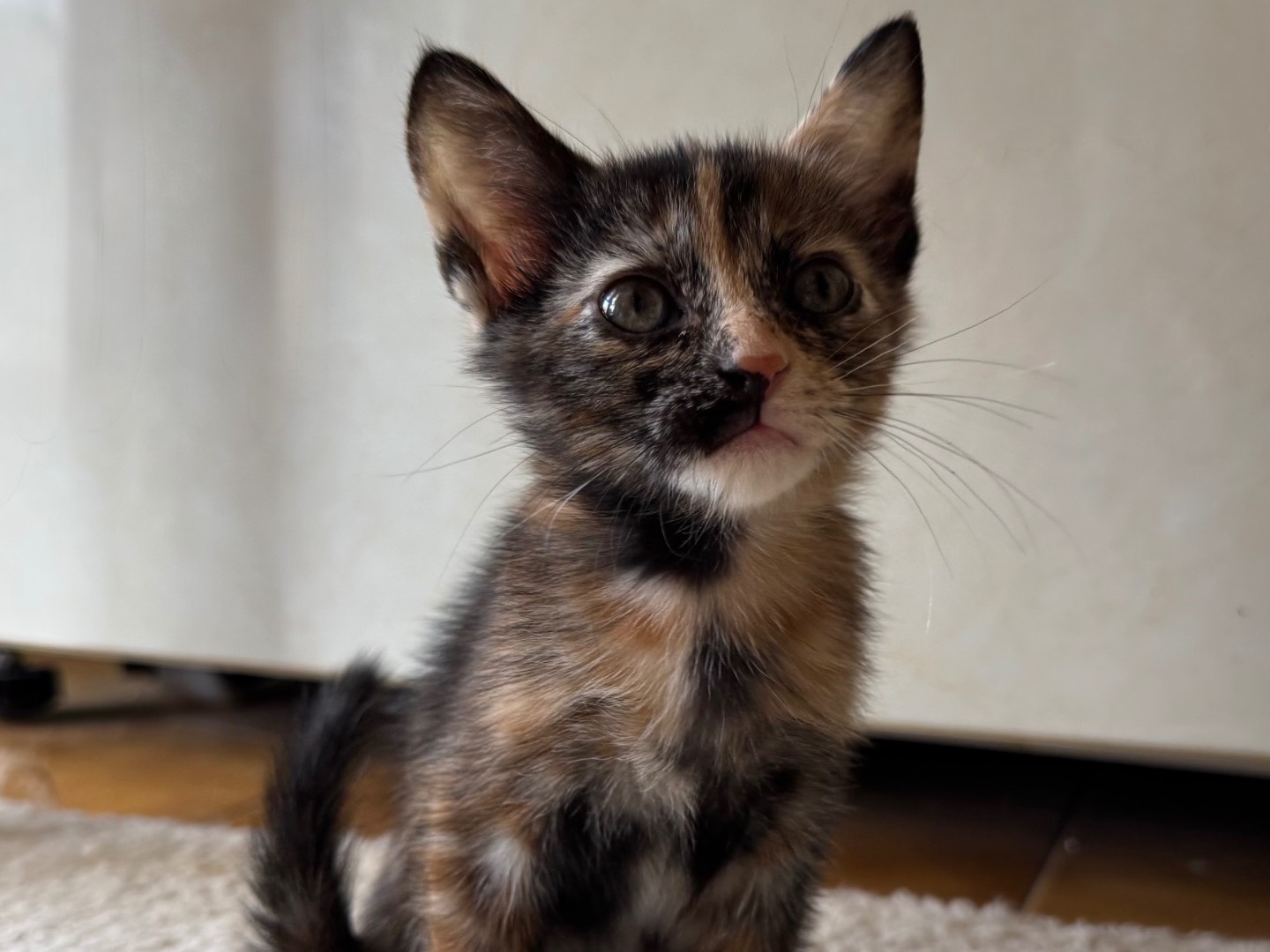 Vuoi adottare un gatto a Napoli?