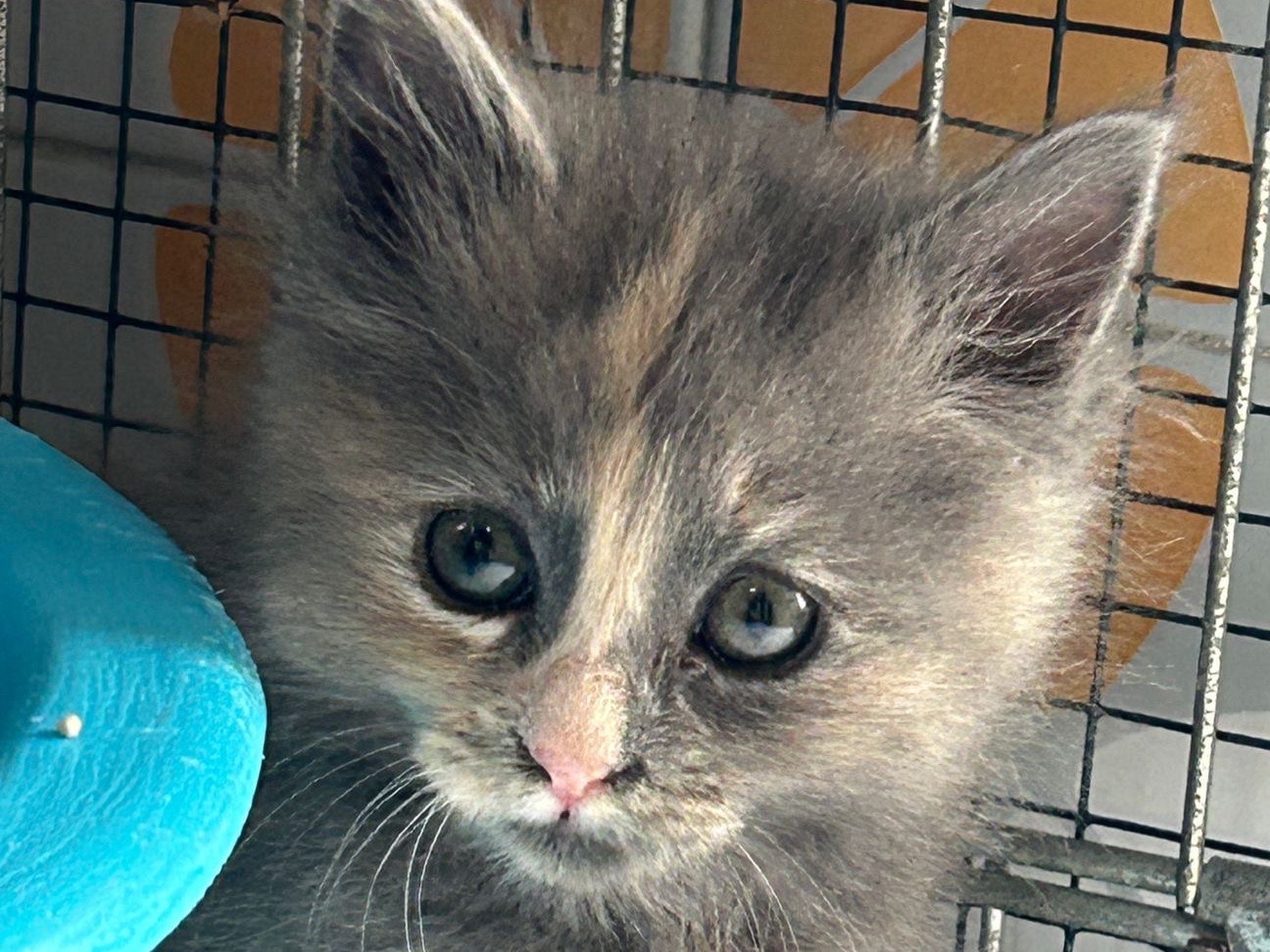 Adotta un gatto, femmina, 1 mesi, Napoli