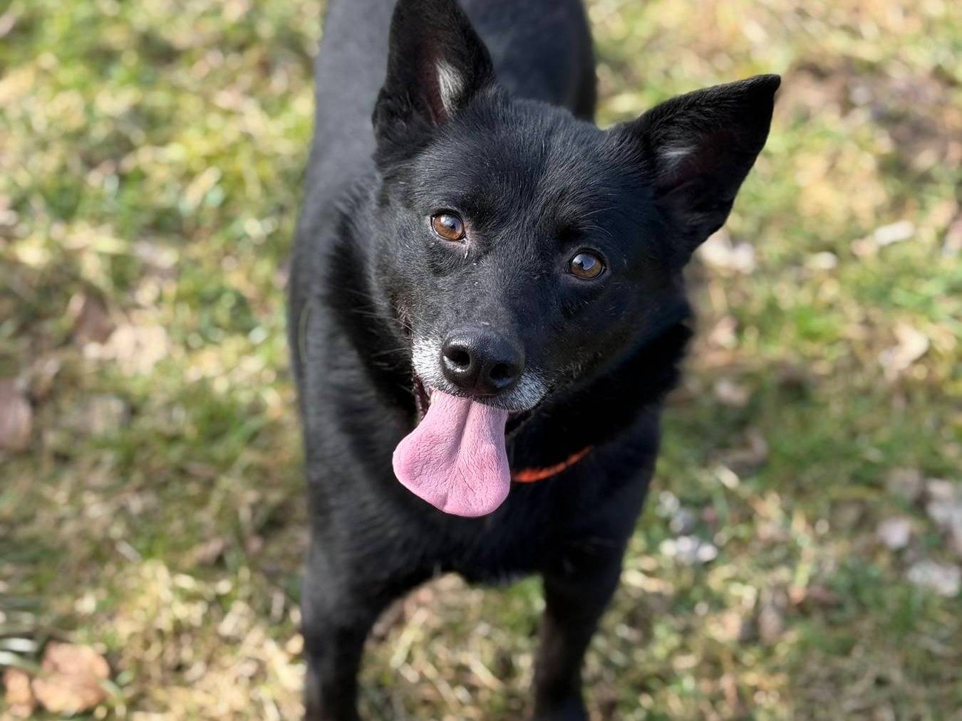 Adotta un cane, taglia media contenuta, femmina, Firenze