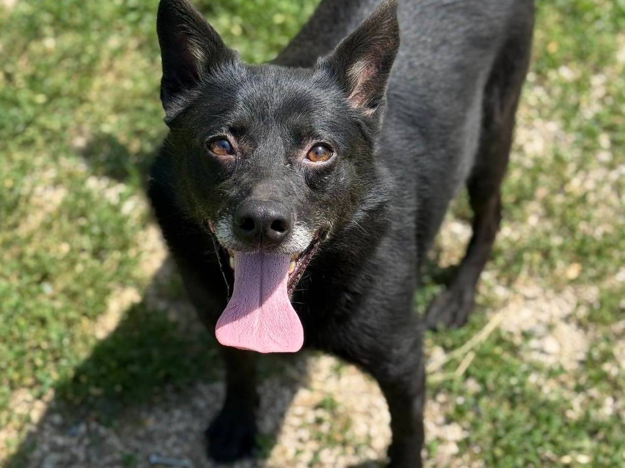 Vuoi adottare un cane a Firenze?