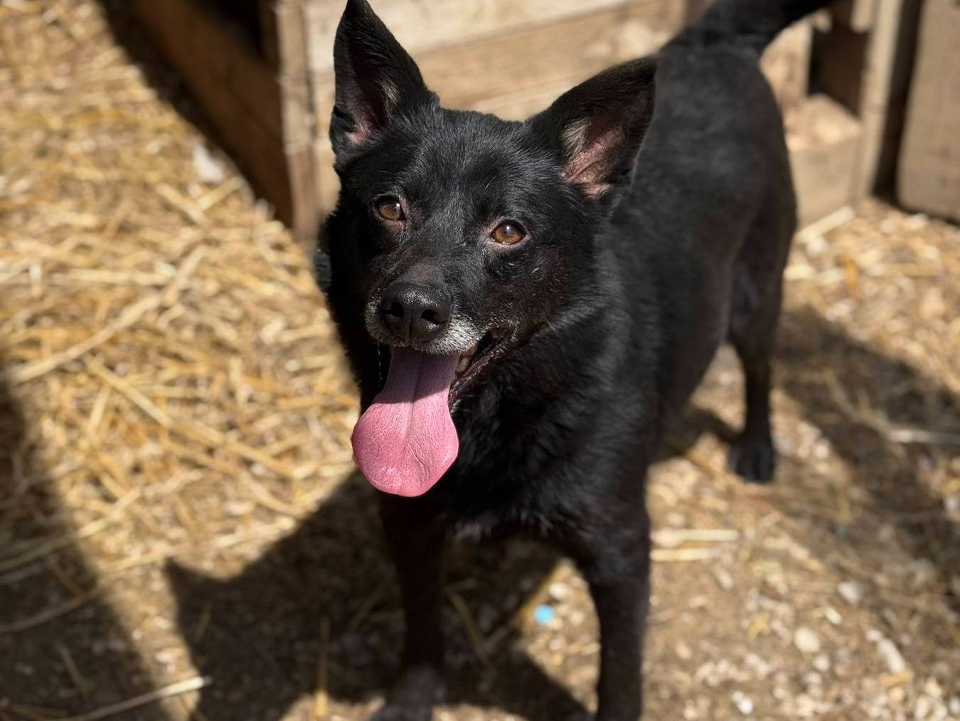 Adotta il cane WHOOPY a Firenze