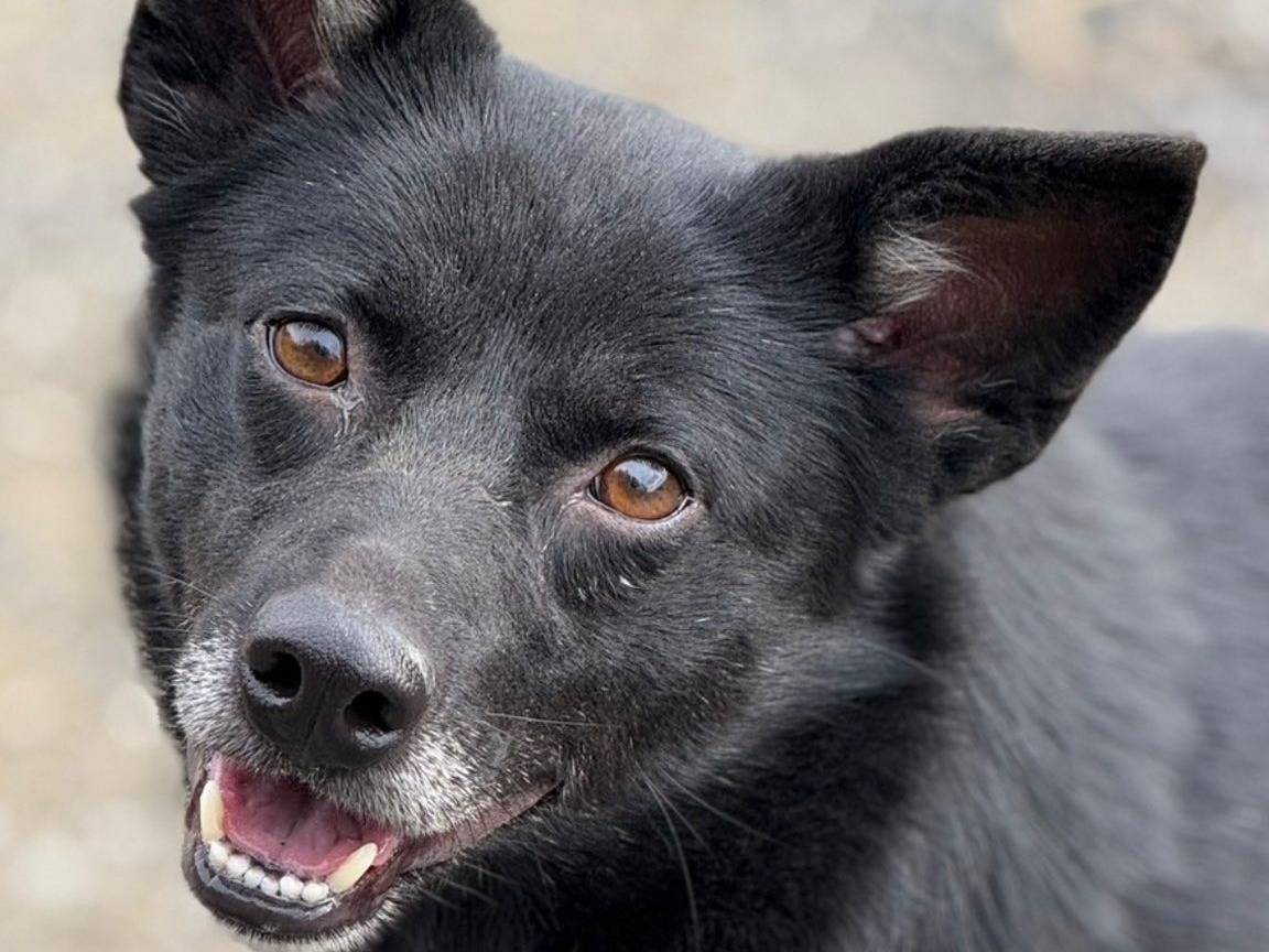 Adozione cane, femmina, Razza sconosciuta Razza sconosciuta, 4 anni e 8 mesi, taglia media contenuta, Firenze