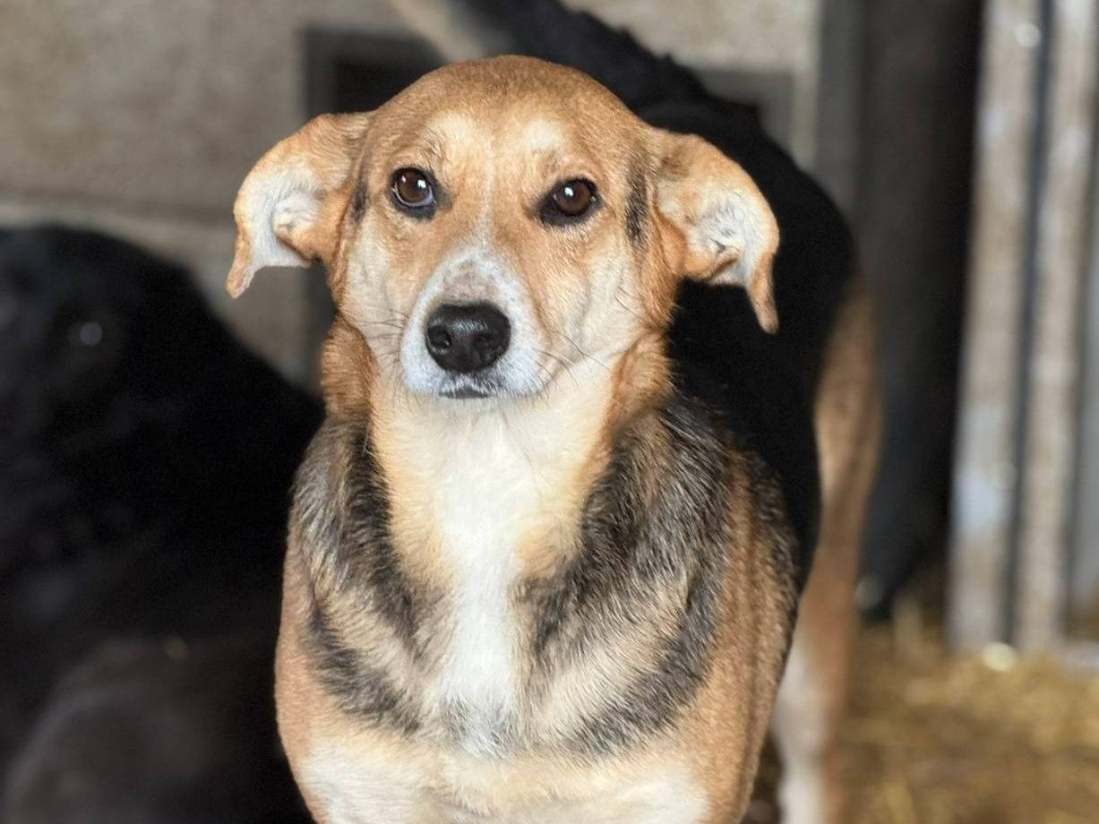 Vuoi adottare un cane a Firenze?