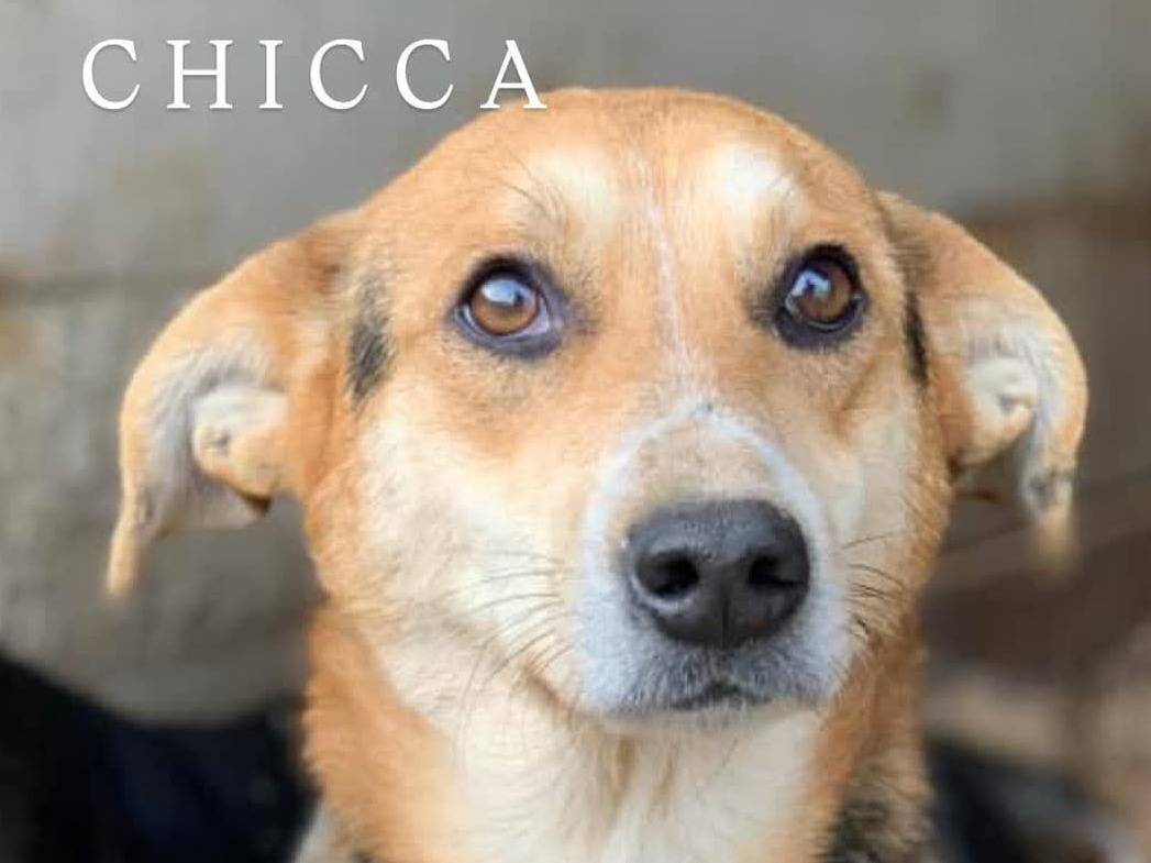 Adotta un cane, taglia media contenuta, femmina, Firenze