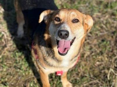 Adotta un cane, femmina, 4 anni, Firenze