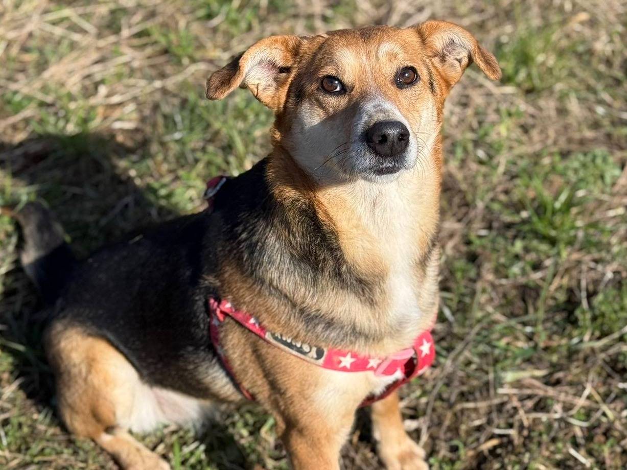 Adotta il cane CHICCA a Firenze