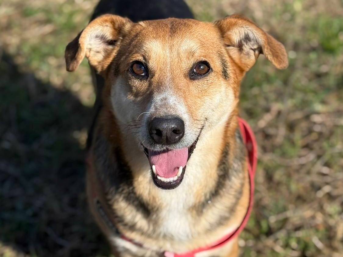 Adozione cane, femmina, Razza sconosciuta Razza sconosciuta, 4 anni, taglia media contenuta, Firenze