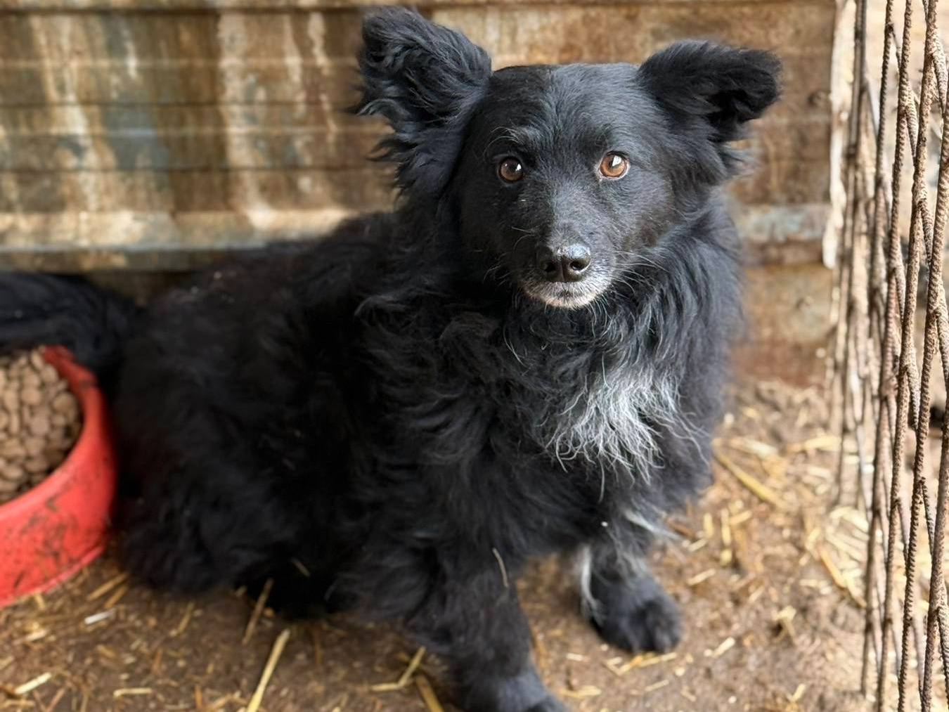 Adozione cane, maschio, Razza sconosciuta Razza sconosciuta, 1 anno e 4 mesi, taglia piccola, Firenze