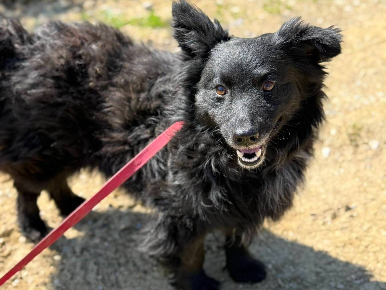 Adotta un cane, maschio, 1 anno e 4 mesi, Firenze