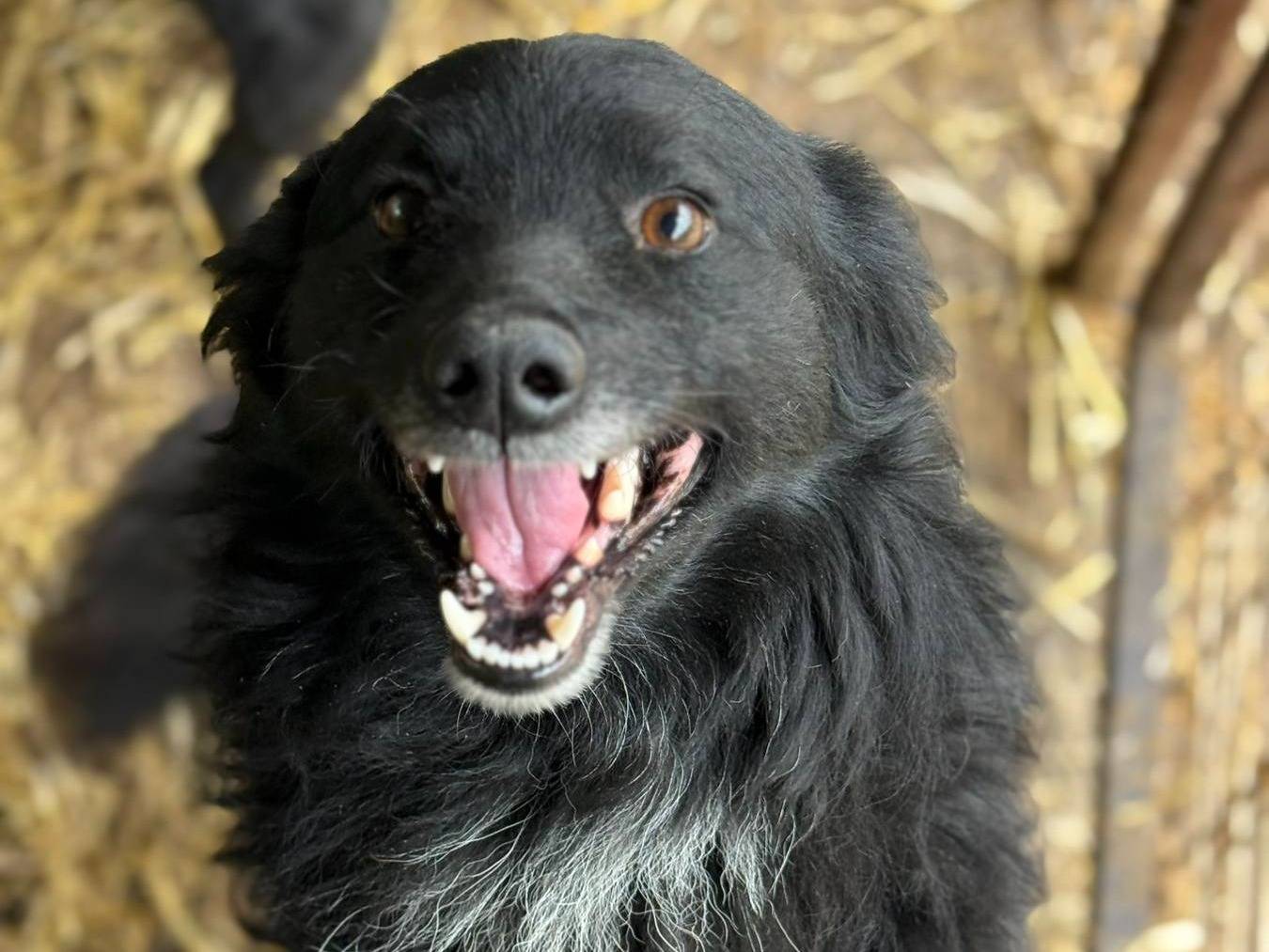 Vuoi adottare un cane a Firenze?