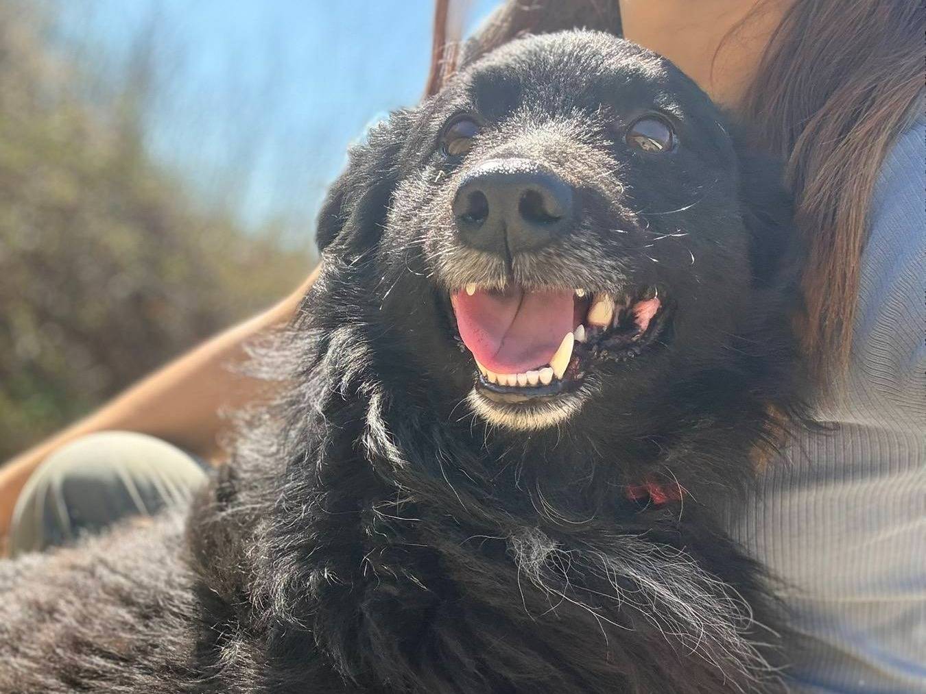 Adotta un cane, taglia piccola, maschio, Firenze