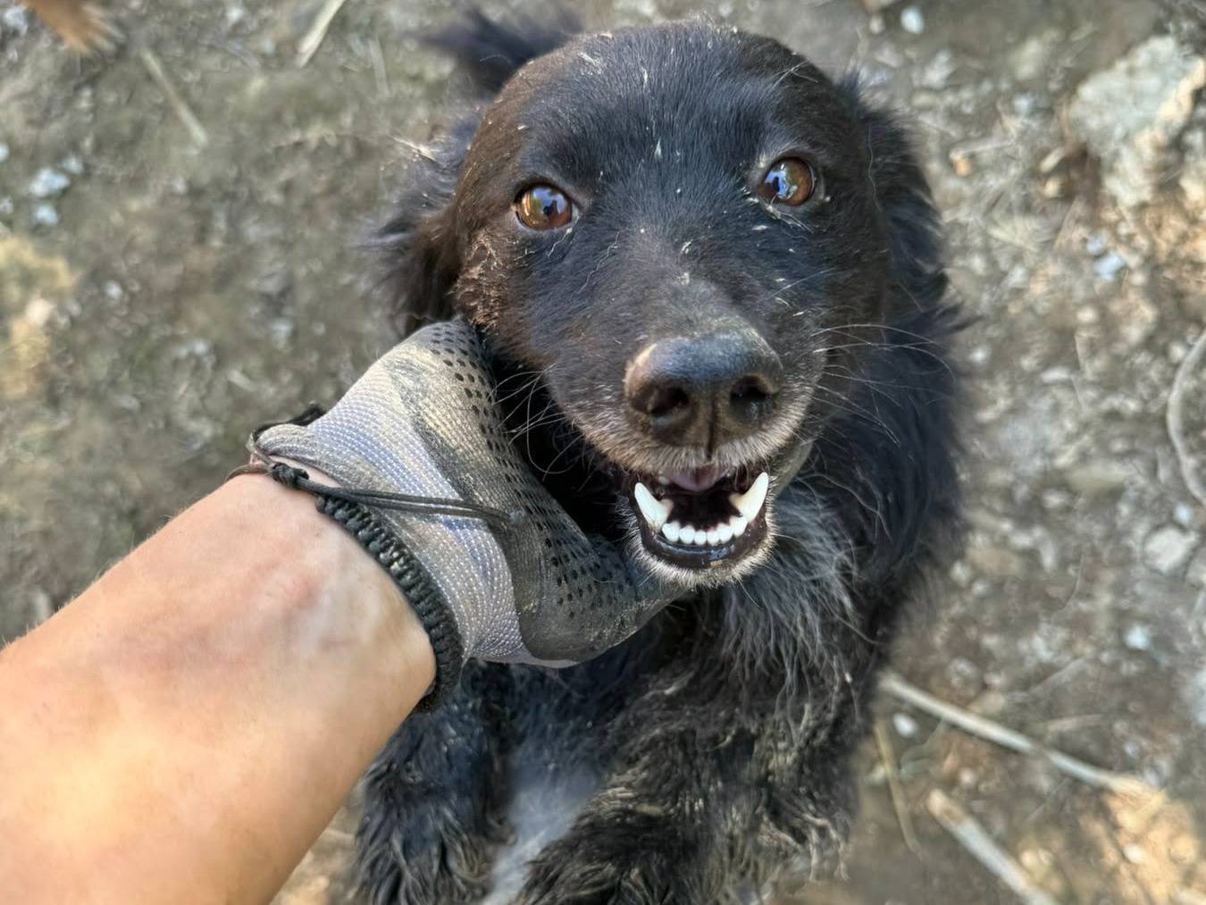 Adotta il cane WOLLY a Firenze