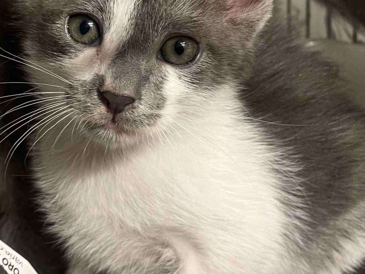 Adozione gatto, maschio, Razza sconosciuta Razza sconosciuta, 3 mesi, taglia non valida, Terni