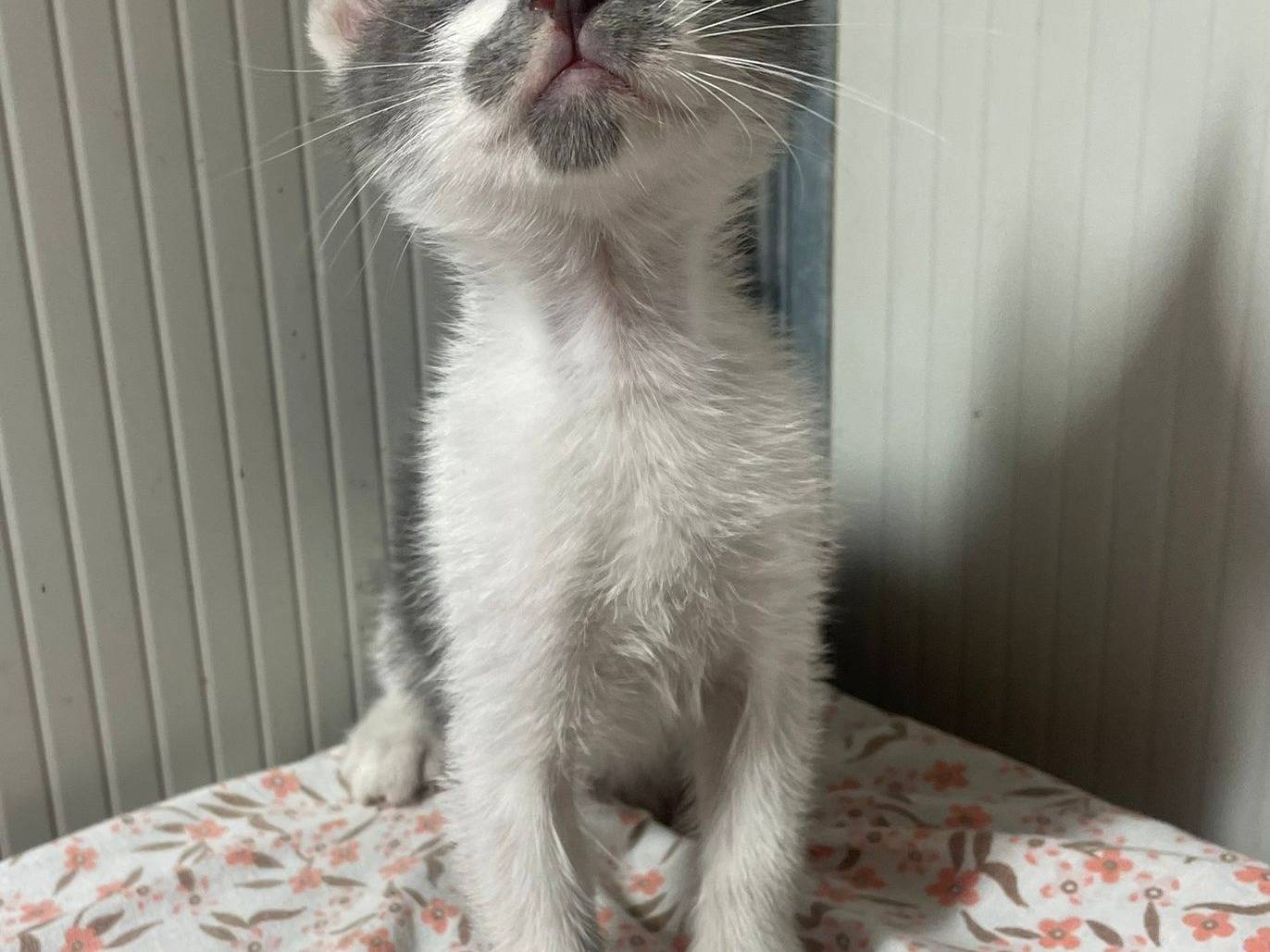 Adotta un gatto, maschio, 3 mesi, Terni