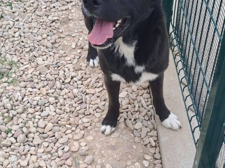 Adotta un cane, maschio, 9 mesi, Terni