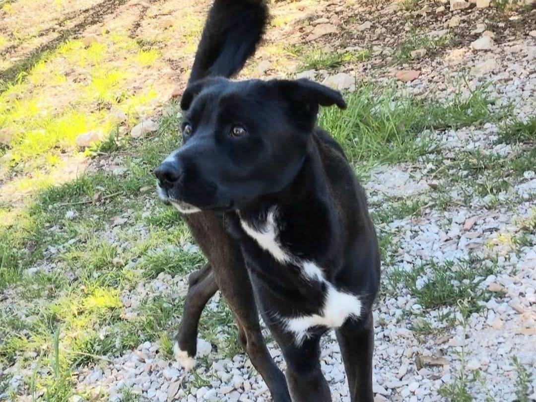 Adozione cane, maschio, Razza sconosciuta Razza sconosciuta, 9 mesi, taglia grande, Terni