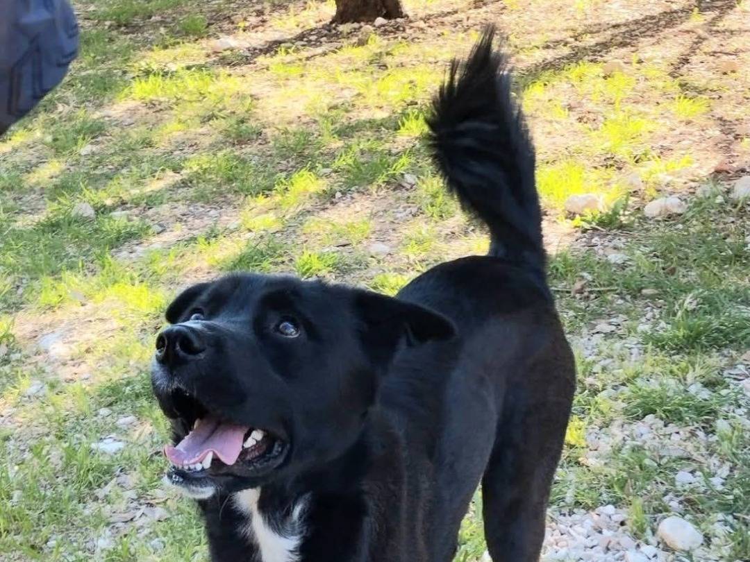 Adotta un cane, taglia grande, maschio, Terni