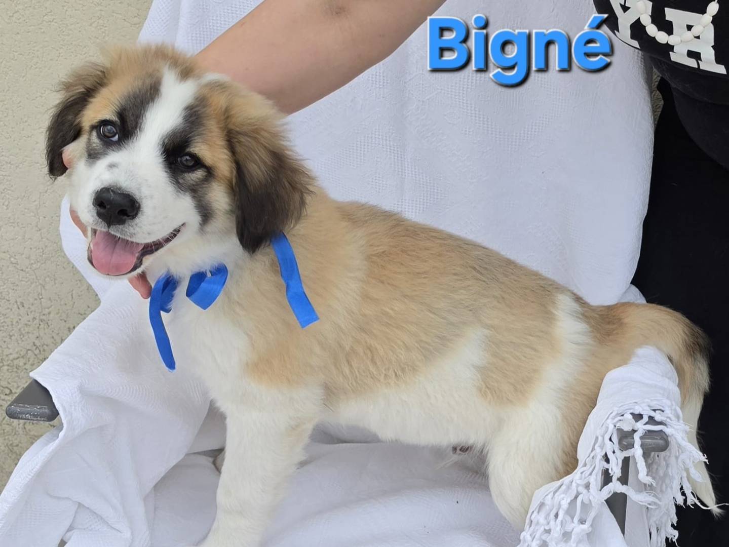Vuoi adottare un cane a Taranto?