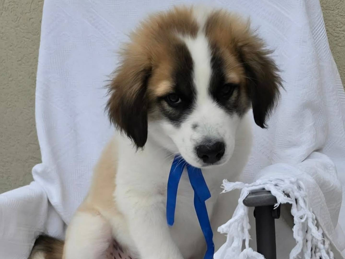 Adotta il cane Bigné a Taranto