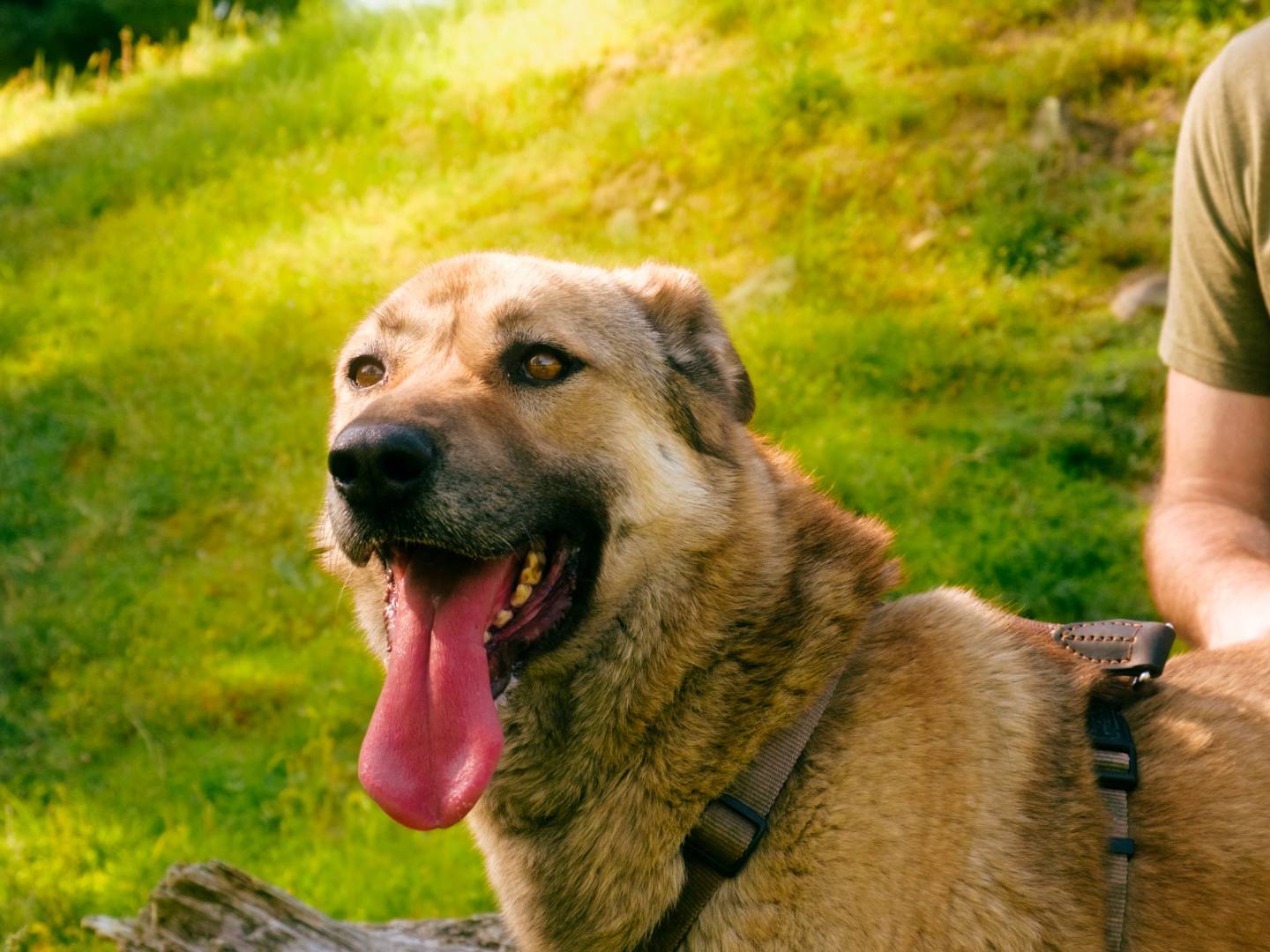 Adotta il cane WHISKY a Milano
