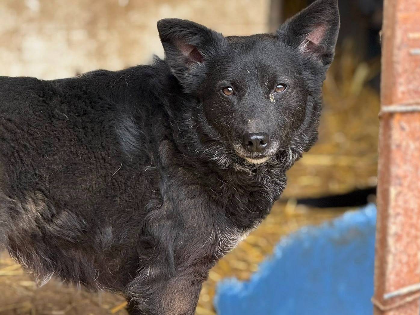 Adotta un cane, femmina, 5 anni, Firenze