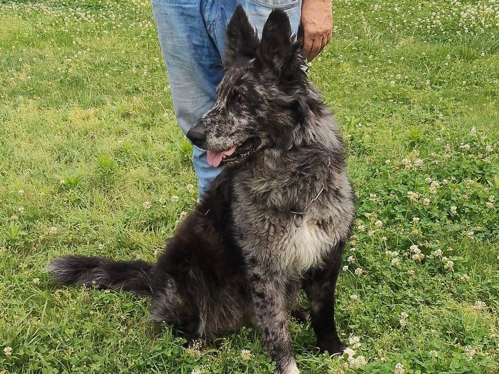 Adozione cane, maschio, Razza sconosciuta Razza sconosciuta, 7 anni e 6 mesi, taglia media, Verona