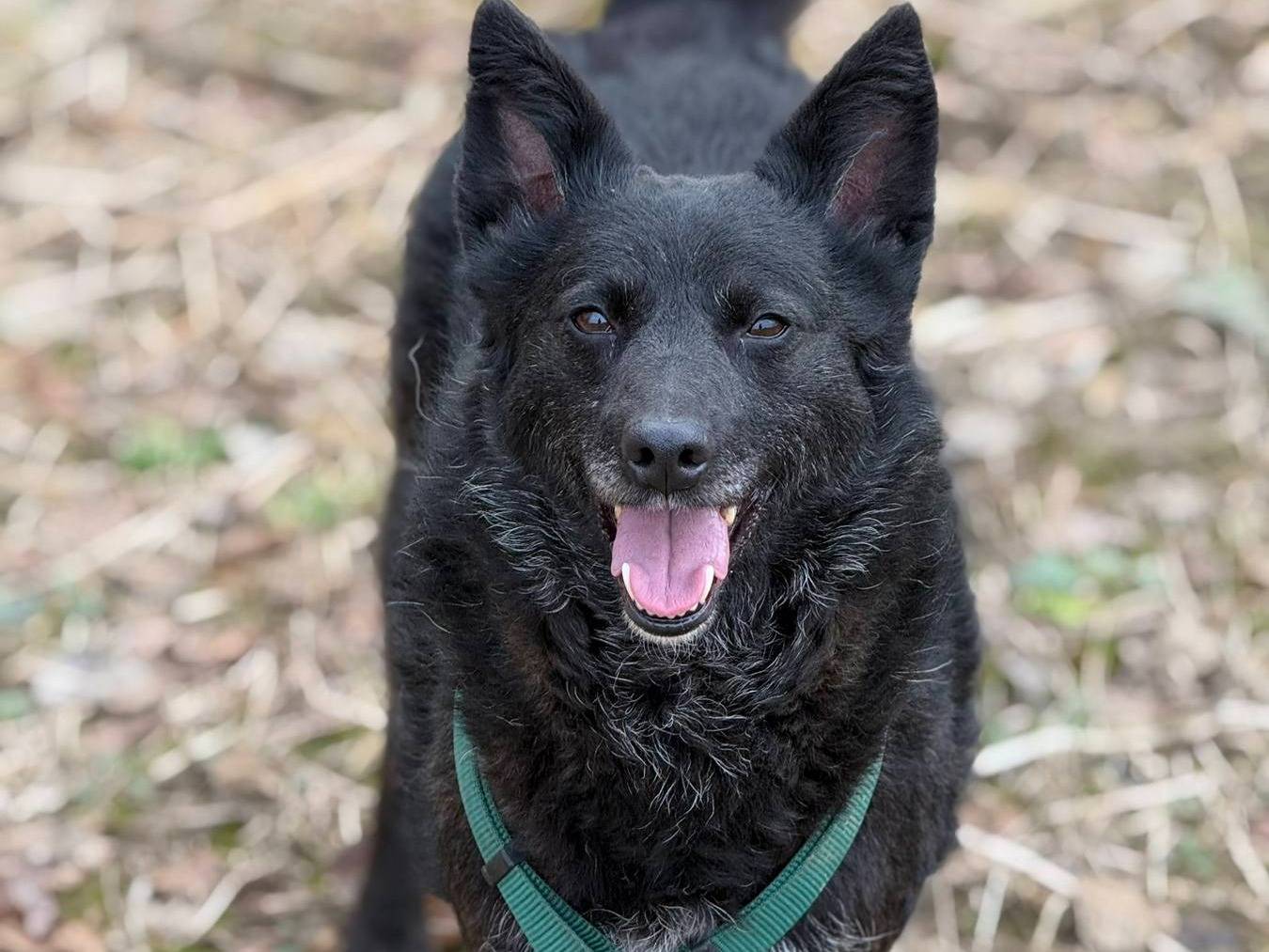 Adotta un cane, taglia media contenuta, femmina, Firenze
