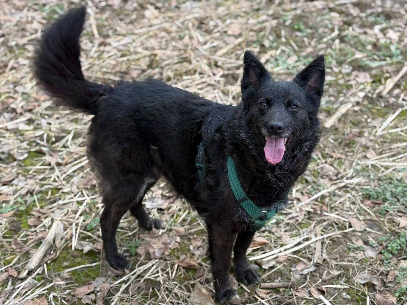 Vuoi adottare un cane a Firenze?