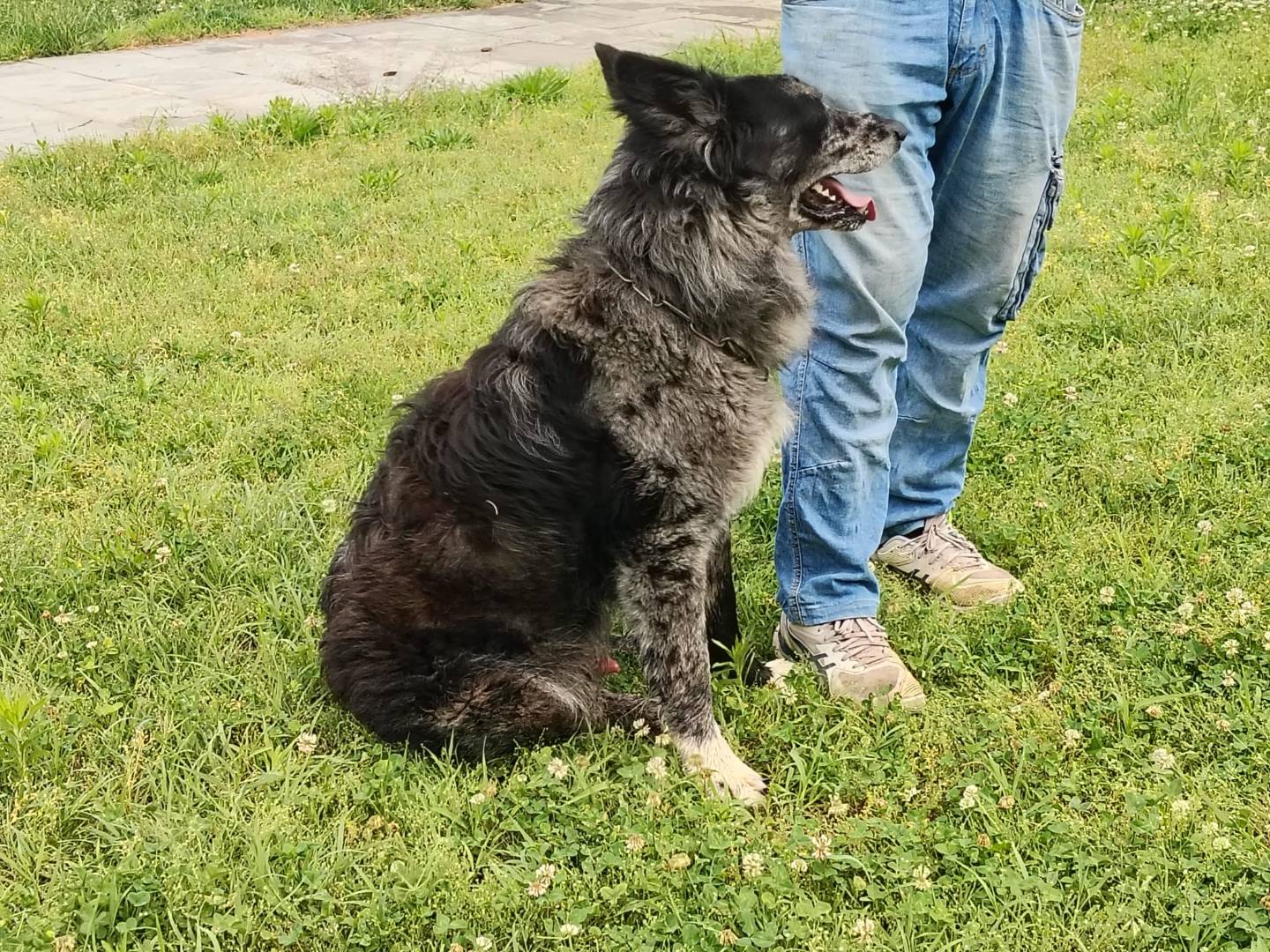 Adotta un cane, maschio, 7 anni e 6 mesi, Verona