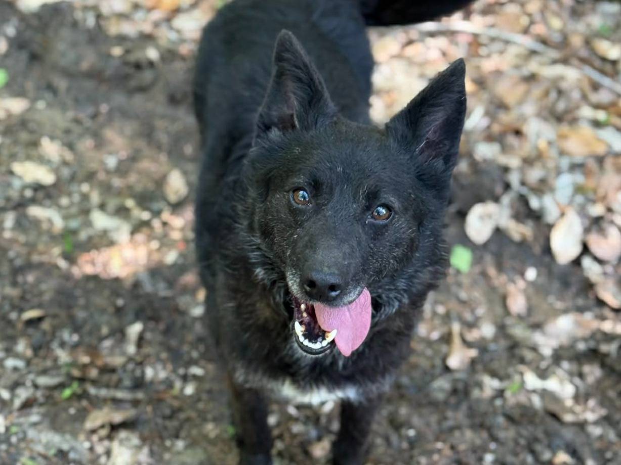 Adozione cane, femmina, Razza sconosciuta Razza sconosciuta, 5 anni, taglia media contenuta, Firenze