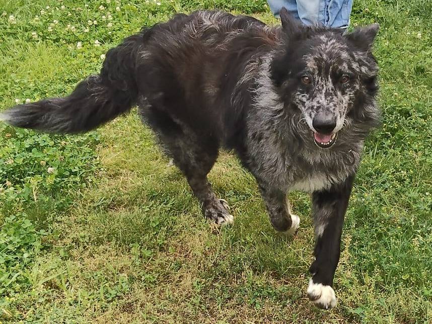 Adotta un cane, taglia media, maschio, Verona