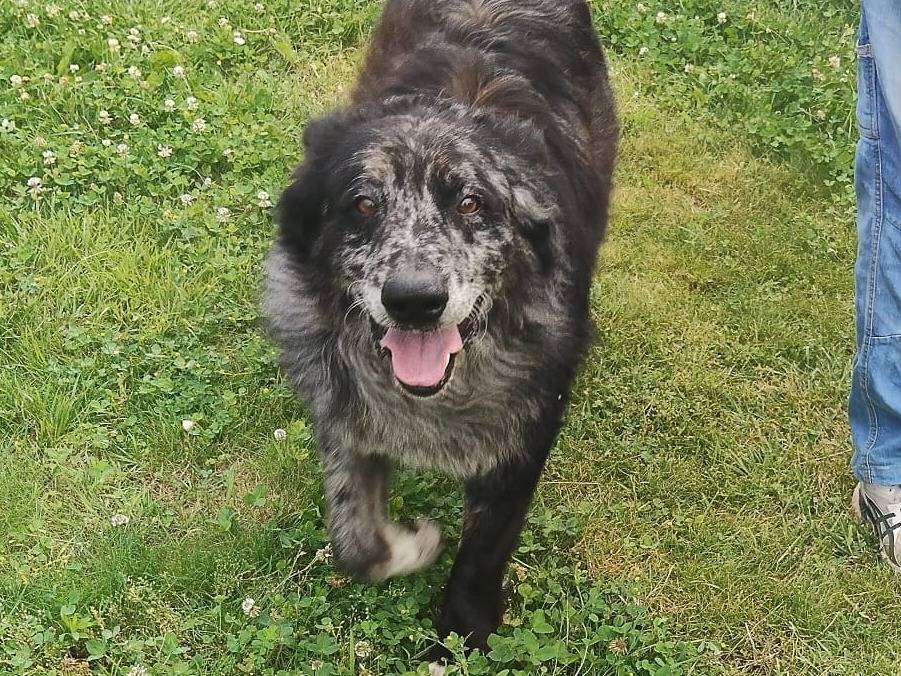Vuoi adottare un cane a Verona?