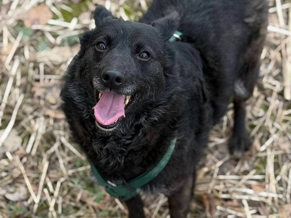 Adotta il cane KASSIA a Firenze