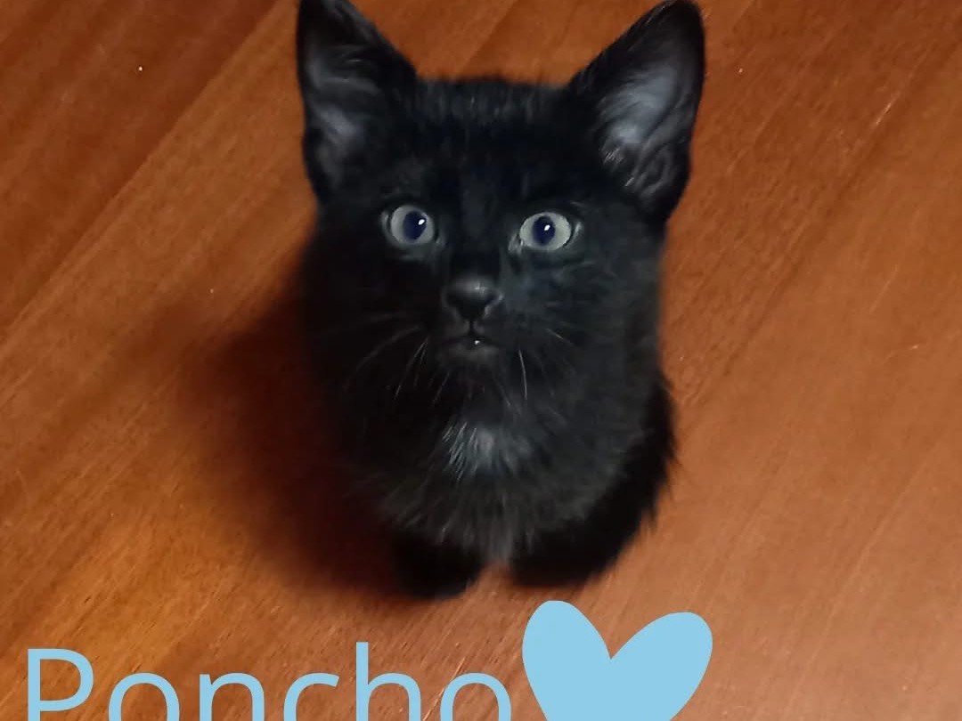 Adozione gatto, maschio, Razza sconosciuta Razza sconosciuta, 3 mesi, taglia non valida, Brescia