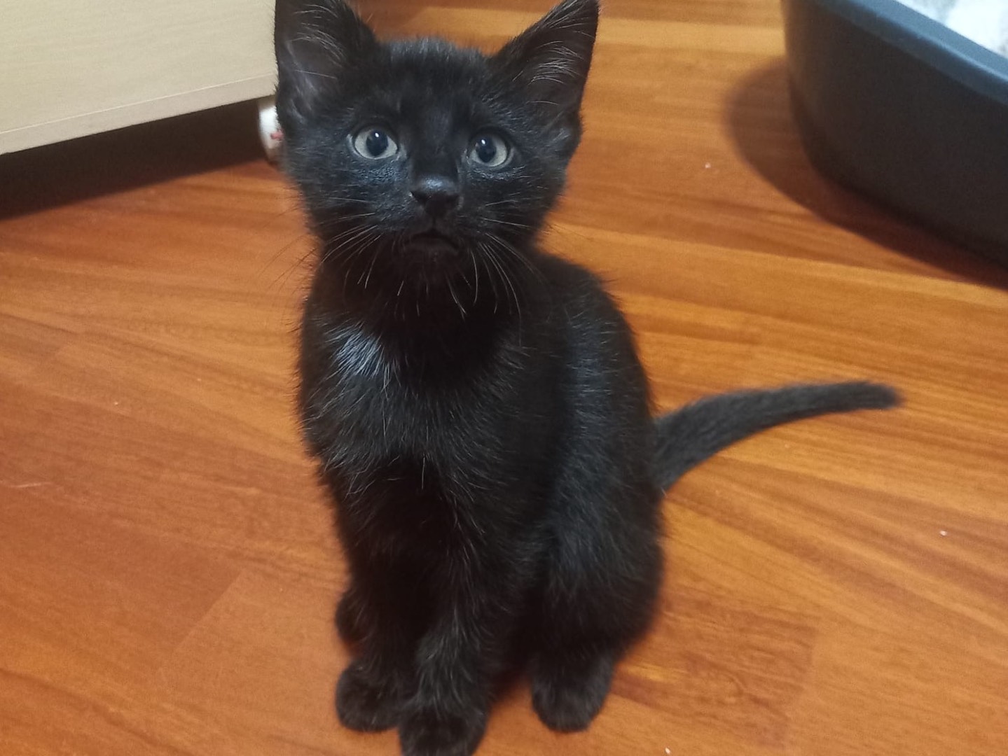 Adotta un gatto, maschio, 3 mesi, Brescia