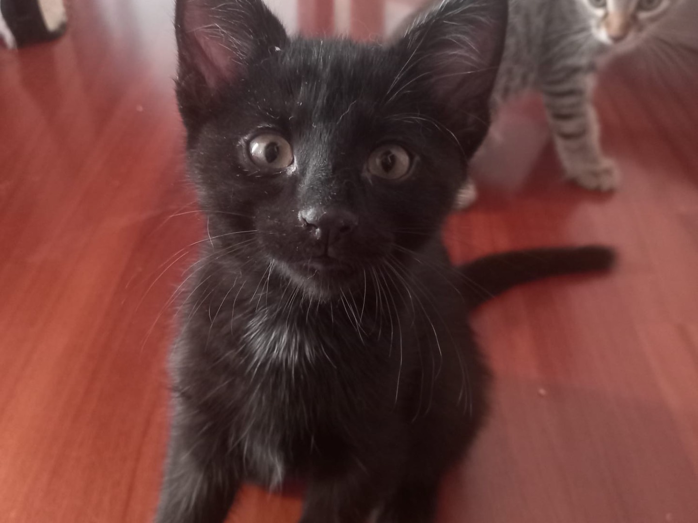 Adotta un gatto, taglia non valida, maschio, Brescia
