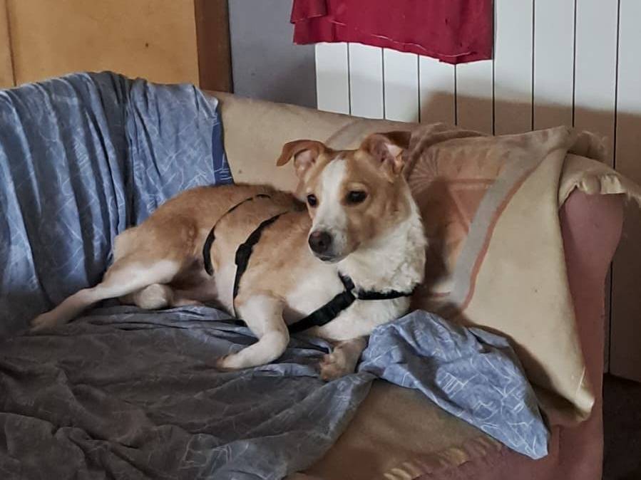 Adozione cane, femmina, Razza sconosciuta Razza sconosciuta, 3 anni, taglia media contenuta, Como