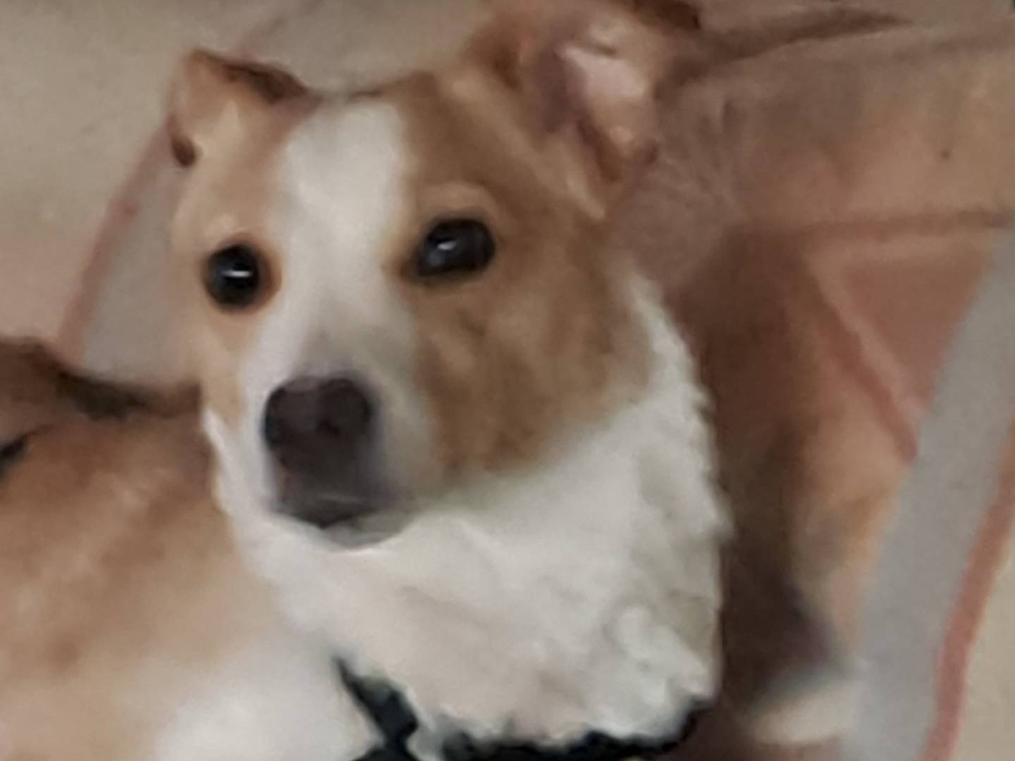 Adotta un cane, femmina, 3 anni, Como