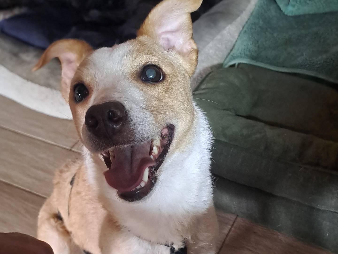Adotta un cane, taglia media contenuta, femmina, Como
