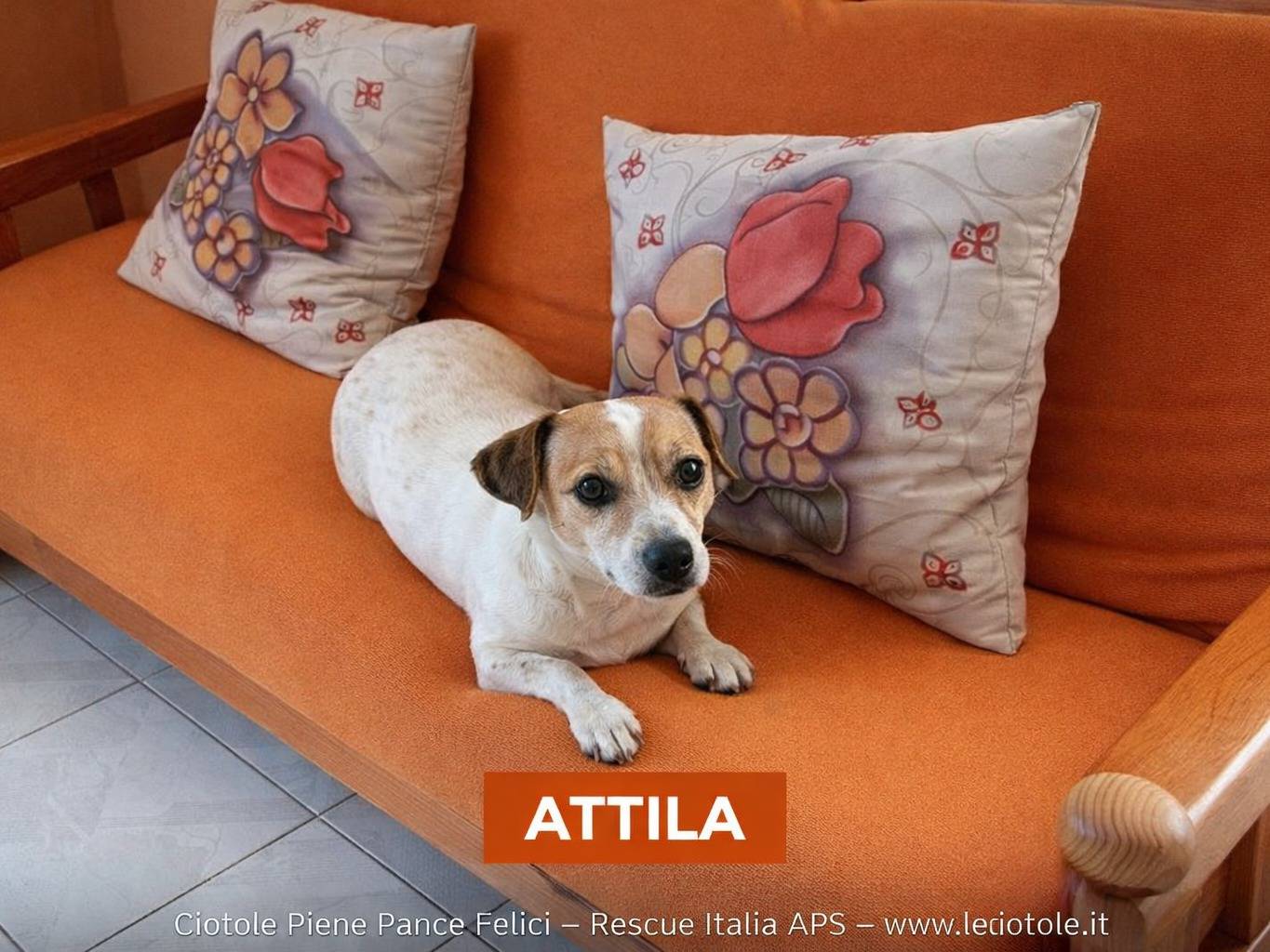 Adozione cane, maschio, Jack Russell Terrier Razza sconosciuta, 8 anni e 1 mese, taglia media contenuta, Avellino