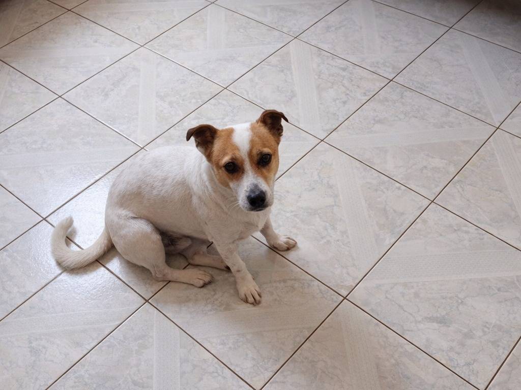 Adotta un cane, maschio, 8 anni e 1 mese, Avellino