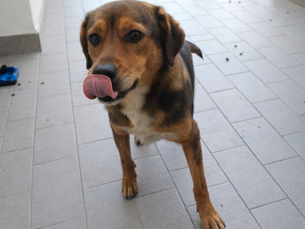 Adotta un cane, maschio, 1 anno, Avellino