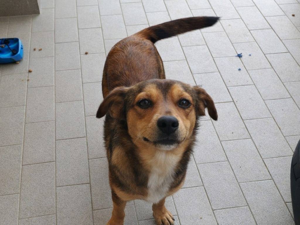 Adotta un cane, taglia media contenuta, maschio, Avellino