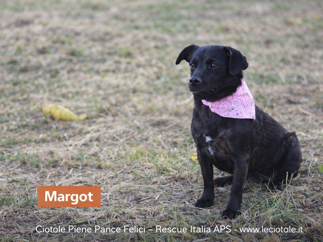 Adozione cane, femmina, Razza sconosciuta Razza sconosciuta, 10 mesi, taglia media, Avellino