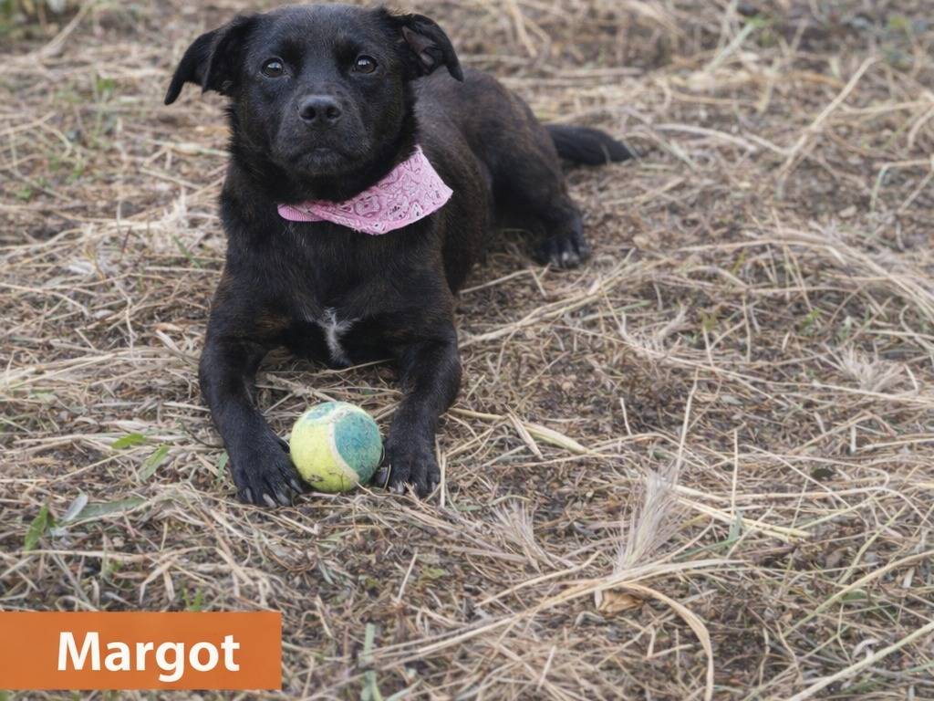 Adotta un cane, femmina, 10 mesi, Avellino