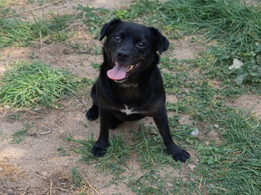 Adotta un cane, taglia media, femmina, Avellino