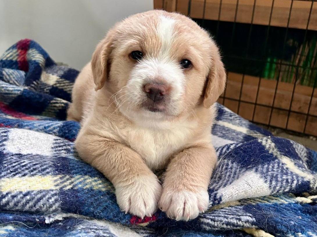 Adotta un cane, femmina, 2 mesi, Chieti