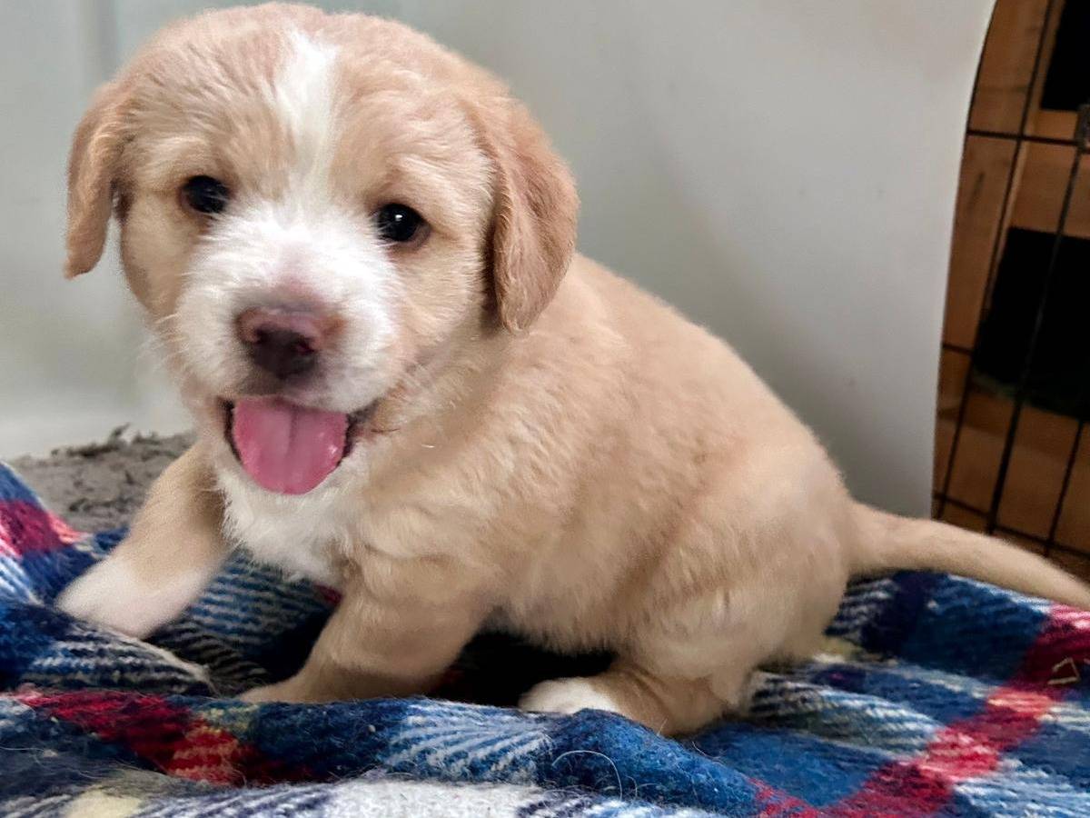 Adotta un cane, taglia media, femmina, Chieti